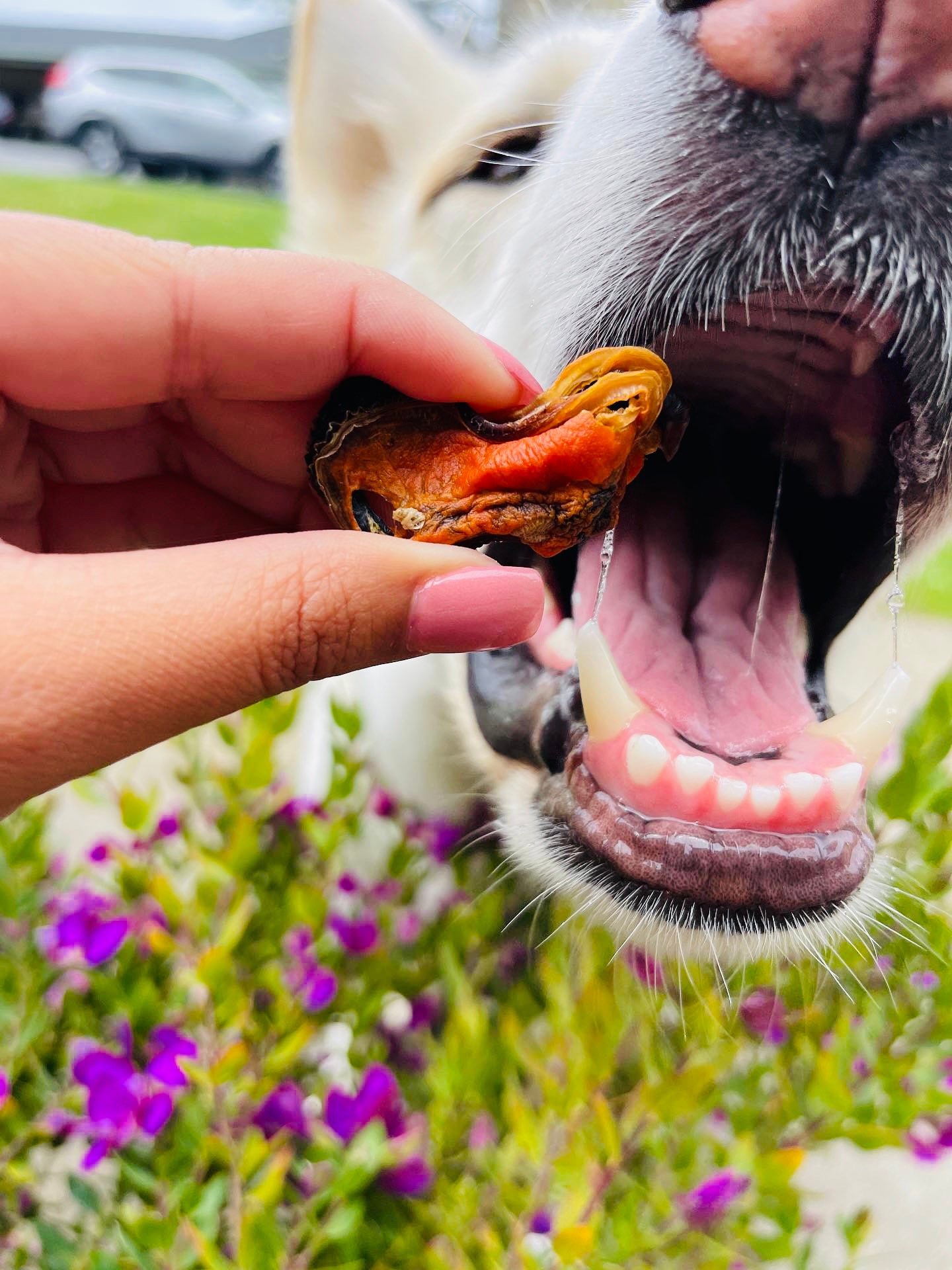 green lipped mussels for dogs