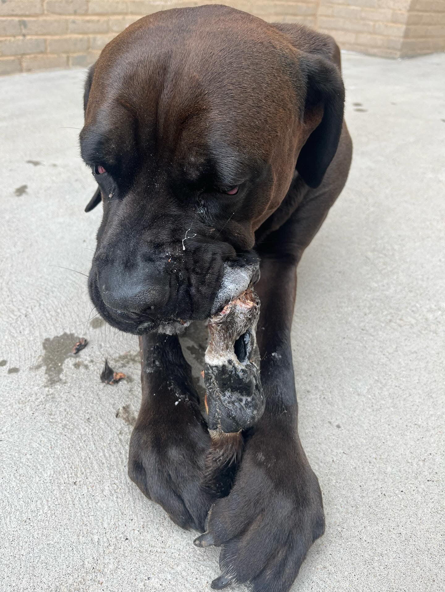 Grass-Fed Bison Snout