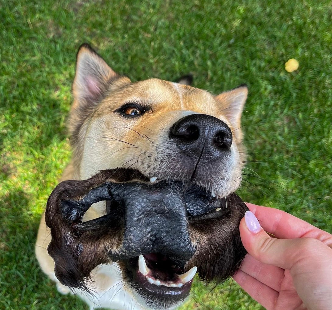 Grass-Fed Bison Snout