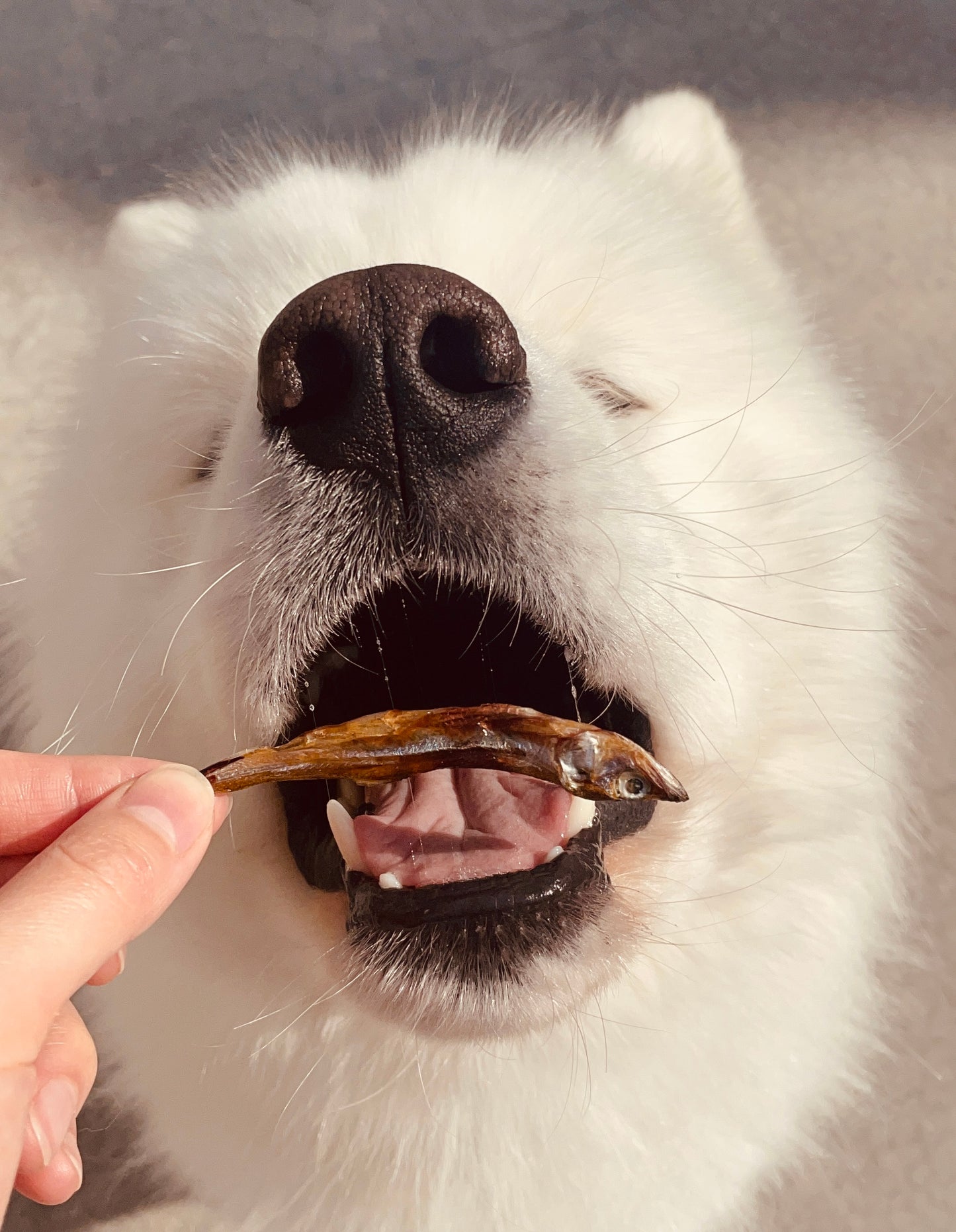 Wild-Caught Whole Smelt